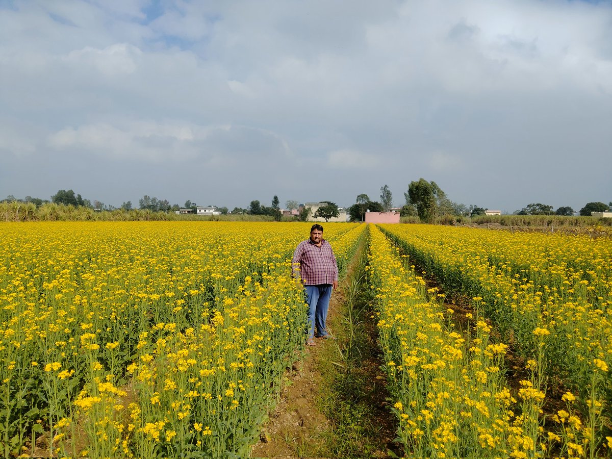 CS Amit kumar CDC Amroha (@amitkumar199507) on Twitter photo सरसो + गन्ना एनएफएसएम प्लॉट ग्राम रामनगर गन्ना विकास परिषद अमरोहा
<a href="/UPCane/">Cane Development UP</a>
<a href="/dmamroha/">DM Amroha</a>
<a href="/dyccmbd/">dyccmbd</a>
<a href="/dcoamroha/">District Cane Officer Amroha</a>
<a href="/ScdiAmroha/">Scdi Amroha</a> सरसो + गन्ना एनएफएसएम प्लॉट ग्राम रामनगर गन्ना विकास परिषद अमरोहा
<a href="/UPCane/">Cane Development UP</a>
<a href="/dmamroha/">DM Amroha</a>
<a href="/dyccmbd/">dyccmbd</a>
<a href="/dcoamroha/">District Cane Officer Amroha</a>
<a href="/ScdiAmroha/">Scdi Amroha</a>