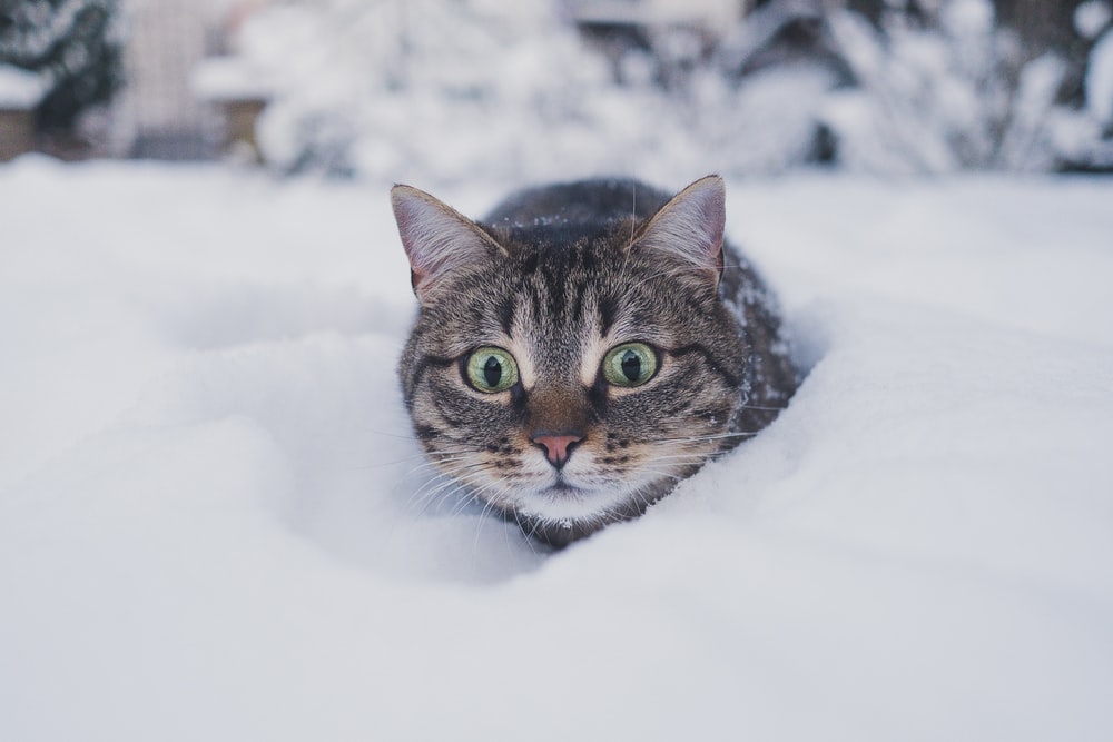 Expecting snow? Check the cat:
