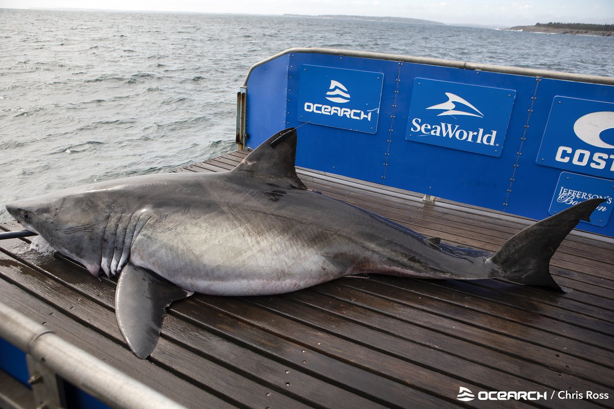 13'7' & approx 1,700lb white shark Mahone is tight to shore off Fort Fisher, NC! Be advised. We see many of our white sharks in the waters off of the Carolinas during this time of year. Track Mahone on the #OCEARCH Global #SharkTracker: ocearch.org/tracker/detail… #FactsOverFear