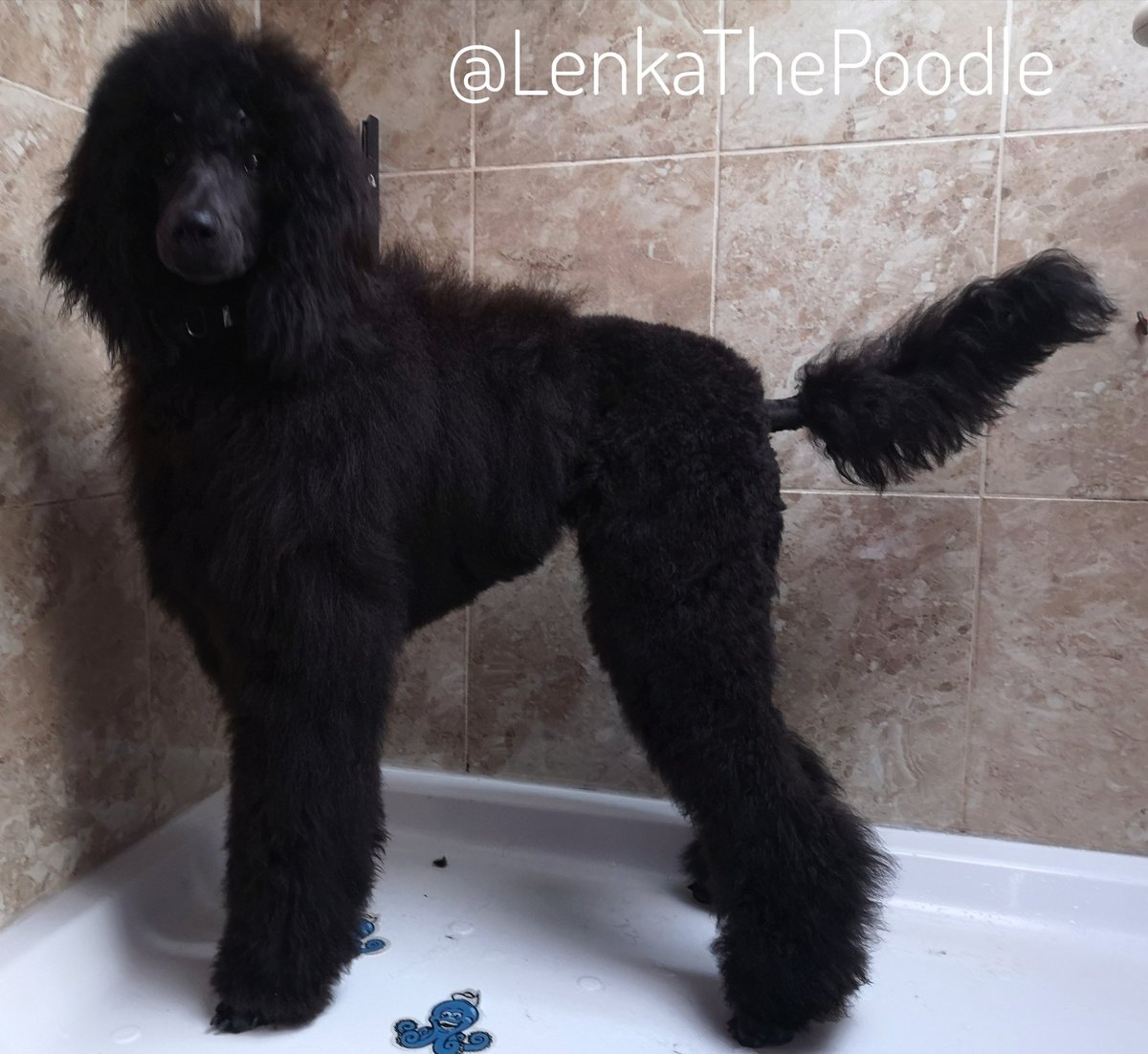 I was a grotty pup after lots of muddy walks with <a href="/SpooSuki/">SukiTheSpoo</a>  I'm clean again but not for long 🤣
#StandardPoodle #Poodle #Puppy #PoodlePuppy #7MonthsOld #DogsOfTwitter