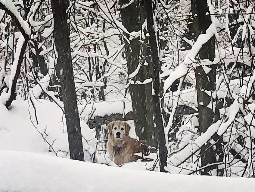 JZulFerr's tweet image. #januarysnow #firsttracks