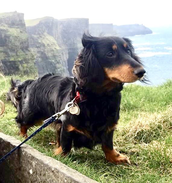 Travel_IYP's tweet photo. Heidi’s dog, Minnie, is our harshest critic. Did anyone hear her actually snore her way through our cocktail critique in Ep 4? Here she is not giving a damn as she poses against the magnificent Cliffs of Moher, Co. Clare, Ireland.
#travelpodcast #podcastdogs @GoodpodsHQ https://t.co/Qod0dF15cX