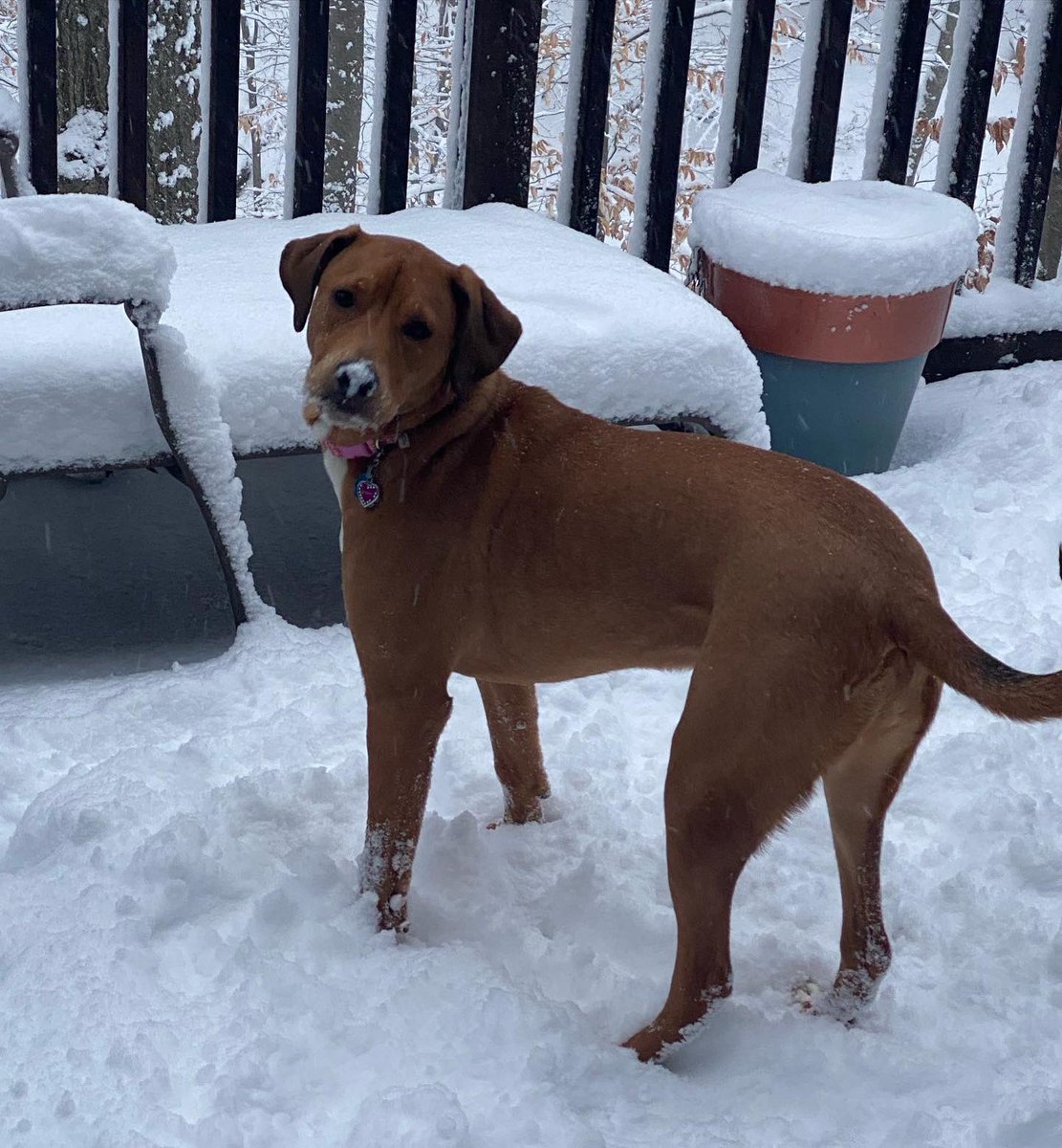 SAScheick's tweet photo. Raedan is enjoying her first snowfall in Middletown, NJ! Her big sister Lilly is joining in on the fun! @News12NJ @SymaChowdhry https://t.co/9mrgxa4cJ8