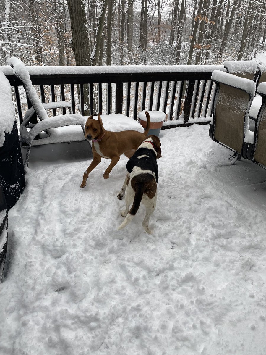 SAScheick's tweet photo. Raedan is enjoying her first snowfall in Middletown, NJ! Her big sister Lilly is joining in on the fun! @News12NJ @SymaChowdhry https://t.co/9mrgxa4cJ8