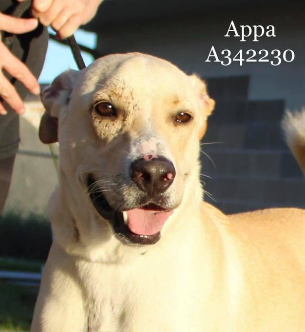 ‼️APPA ‼️ 
ID #A342230 #CorpusChristiTx
📧ccacsrescue@cctexas.com
☎️361-826-4630
Listed For Euthanasia PTS 🥺😢
Handsome Sociable Sweet Dog 
HW- Doesn't Deserve To Die #SaveHisLife🙏
Please #Pledge #Foster #Adopt #Rescue
Can You Please Help Him Needs A Furever Home With Love