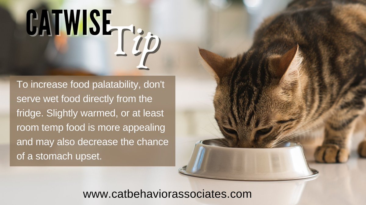 Pam Johnson-Bennett (@thinklikeacat) on Twitter photo 