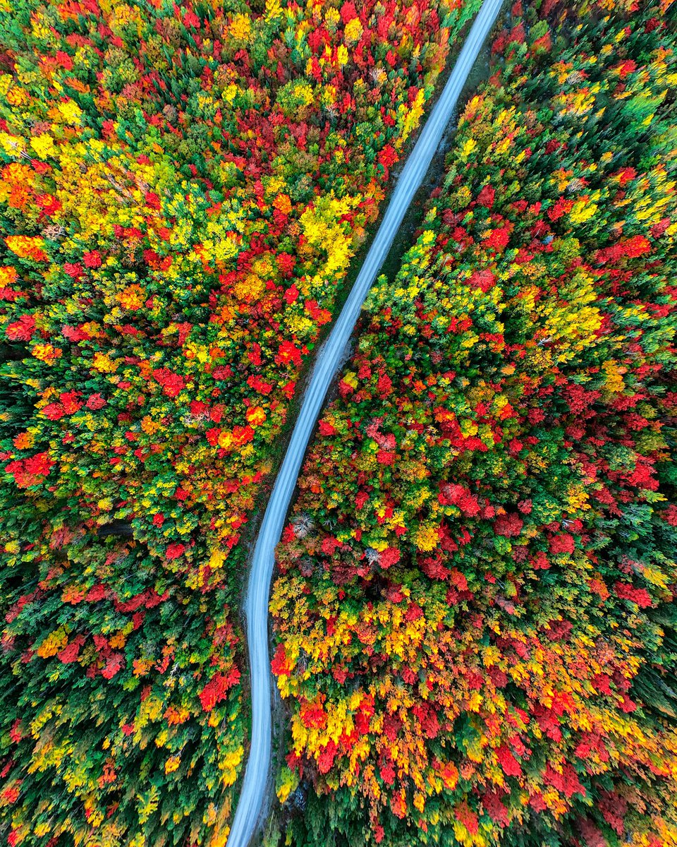 Gm 🍂🍃 What’s your favourite season? The colours of autumn are one of nature’s finest displays.