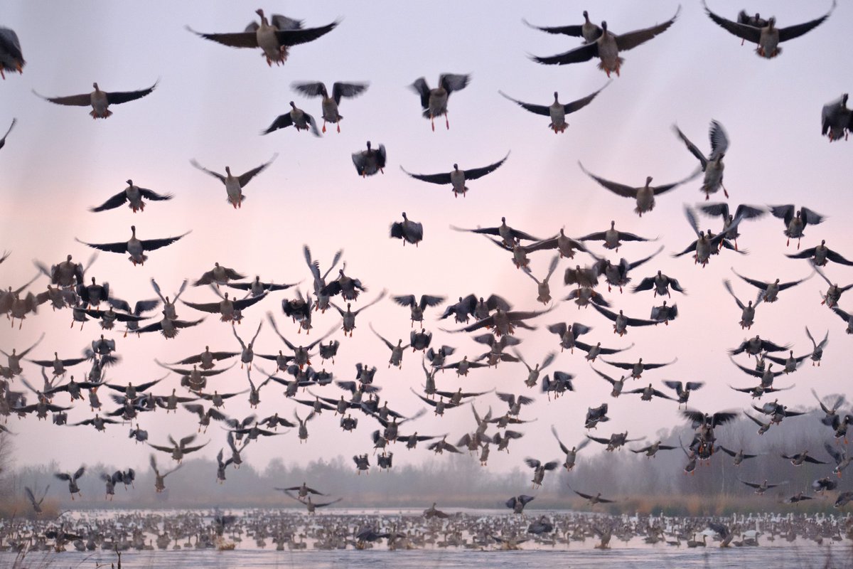 New year, new...BLUE? 💧💙

Why not visit your local #wetlands this weekend for a flying start to 2022 🦢

#WonderfulWetlands #BlueRecovery