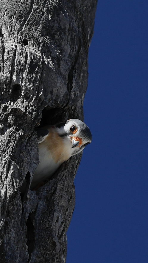 Fundación GPC (@fundaciongpc) on Twitter photo #PicoftheMonth – Cernícalo o Cuyaya American Kestrel hembra poniendo huevos en su “villa-palma” en Playa Blanca.
📷 <a href="/jaimesanlley/">Jaime Sanlley</a>
#birdwatching #birding #ornithology #fotodelmes #PicoftheMonth – Cernícalo o Cuyaya American Kestrel hembra poniendo huevos en su “villa-palma” en Playa Blanca.
📷 <a href="/jaimesanlley/">Jaime Sanlley</a>
#birdwatching #birding #ornithology #fotodelmes