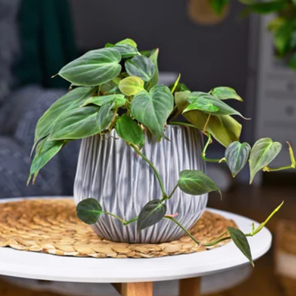 CharitySANE's tweet photo. Next week is #HouseplantWeekUK. According to research, #houseplants have the ability to improve your mood, reduce stress levels and increase productivity. 

🌱 What plants do you have around your home and how do they make you feel? Share your photos and we'll repost next week. https://t.co/iKrdCnWrxX