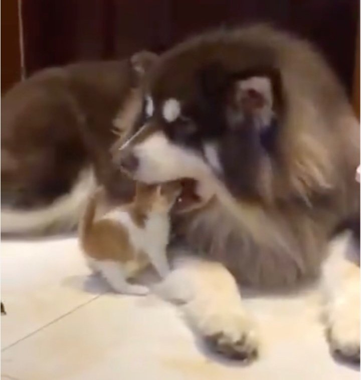 น้องมะนาว         เข็มทิศ