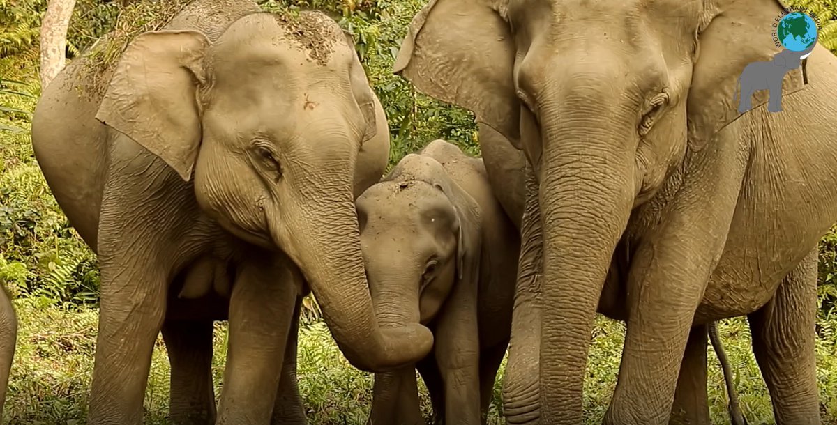 This shot from @Sangita4eles Nat Geo series #asianelephant 101 portrays the #tender #gentle manner ❤️in which #mom and #nanny are taking care of their adorable #babyboy #baby #family 🐘 These social and loving beings deserve the right to live on this planet as much as humans do.