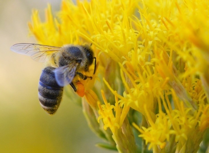 We’re sure Lewis and Clark would have loved to have honey to munch on as they journeyed across the continent. But, it turns out honeybees played a different, but important role on the Trail! nps.gov/articles/000/b…