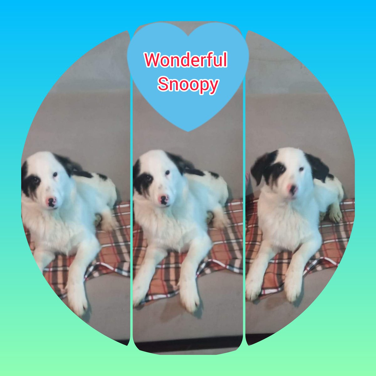 SavingStraysUK's tweet photo. Well done Snoopy you're going to be the perfect companion for a family as wonderful as you are. 😊 🐾
❤BECAUSE EVERY SINGLE LIFE MATTERS ❤
#rickwakemanmusic
#grumpyoldrick #kindness #DogsofTwittter #compassion #thisiswhywedoit
#lifeisprecious #becauseeverysinglelifematters https://t.co/iVQuALichk