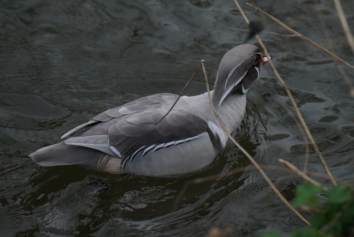 tomwilsonsound's tweet photo. Ahead of David Bowie's birthday tomorrow, I would like to announce that today I saw a duck that looks like Aladdin Sane. https://t.co/sdmL9Ncvpk