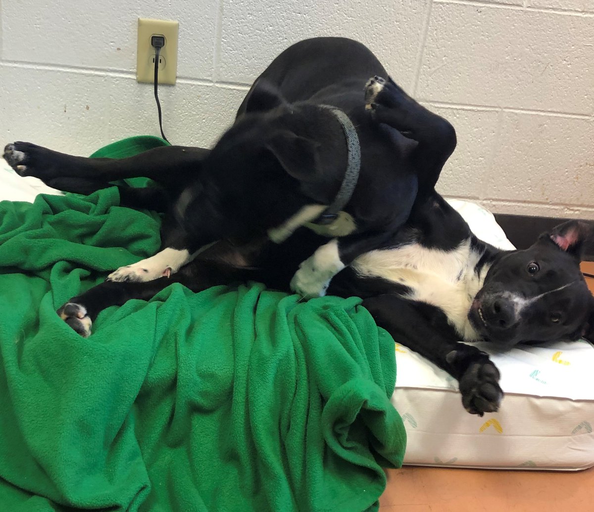CaringHandsHSKS's tweet photo. Just a couple of goobers, goobering around. 🤪

Apply to adopt Claus &amp; Kringle here: https://t.co/GtNTweEggI https://t.co/C2jVGOtH9U