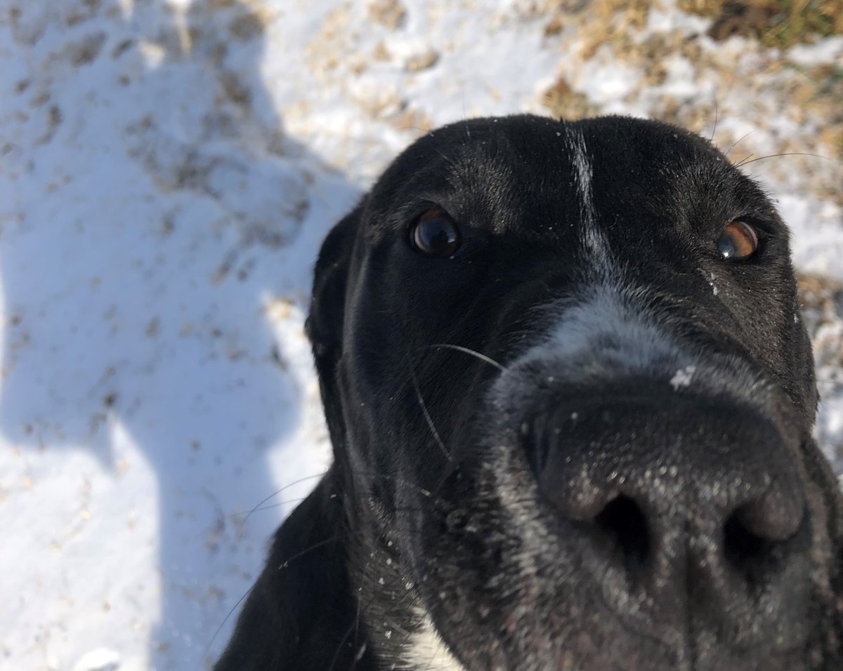 CaringHandsHSKS's tweet photo. Just a couple of goobers, goobering around. 🤪

Apply to adopt Claus &amp; Kringle here: https://t.co/GtNTweEggI https://t.co/C2jVGOtH9U