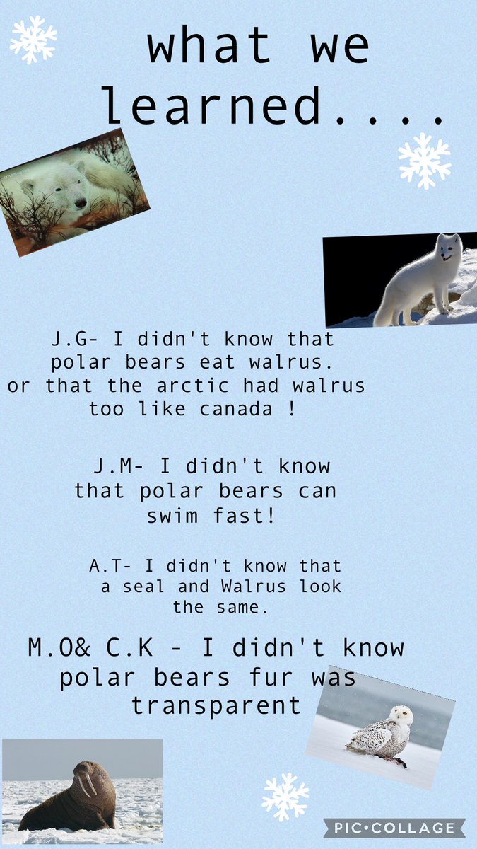 melorourke18's tweet photo. After a great first week of Virtual Learning.  Our K3 redbirds enjoyed a Virtual Field trip to the Arctic! ❄🐻‍❄ We got to see a live cam of polar bears ! And our friends learned several new things !#funfriday! #virtualfieldtrip @JohnPaulIIOCSB https://t.co/CNtN1l5SWU
