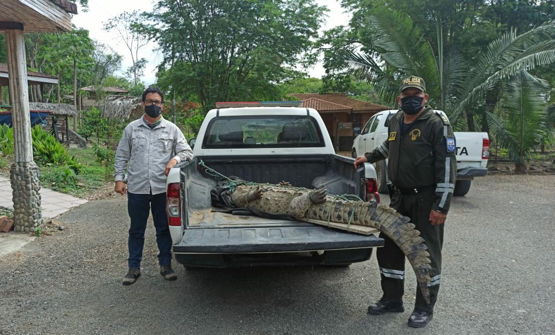 MAE_Zonal5's tweet photo. #NuestrosGuardaparques de la Reserva Ecológica Manglares Churute junto a miembros de la #UNPAMB de @PoliciaEcuador liberaron un cocodrilo de la costa (Crocodylus acutus) en el área protegida. https://t.co/rxtx5LnsIm