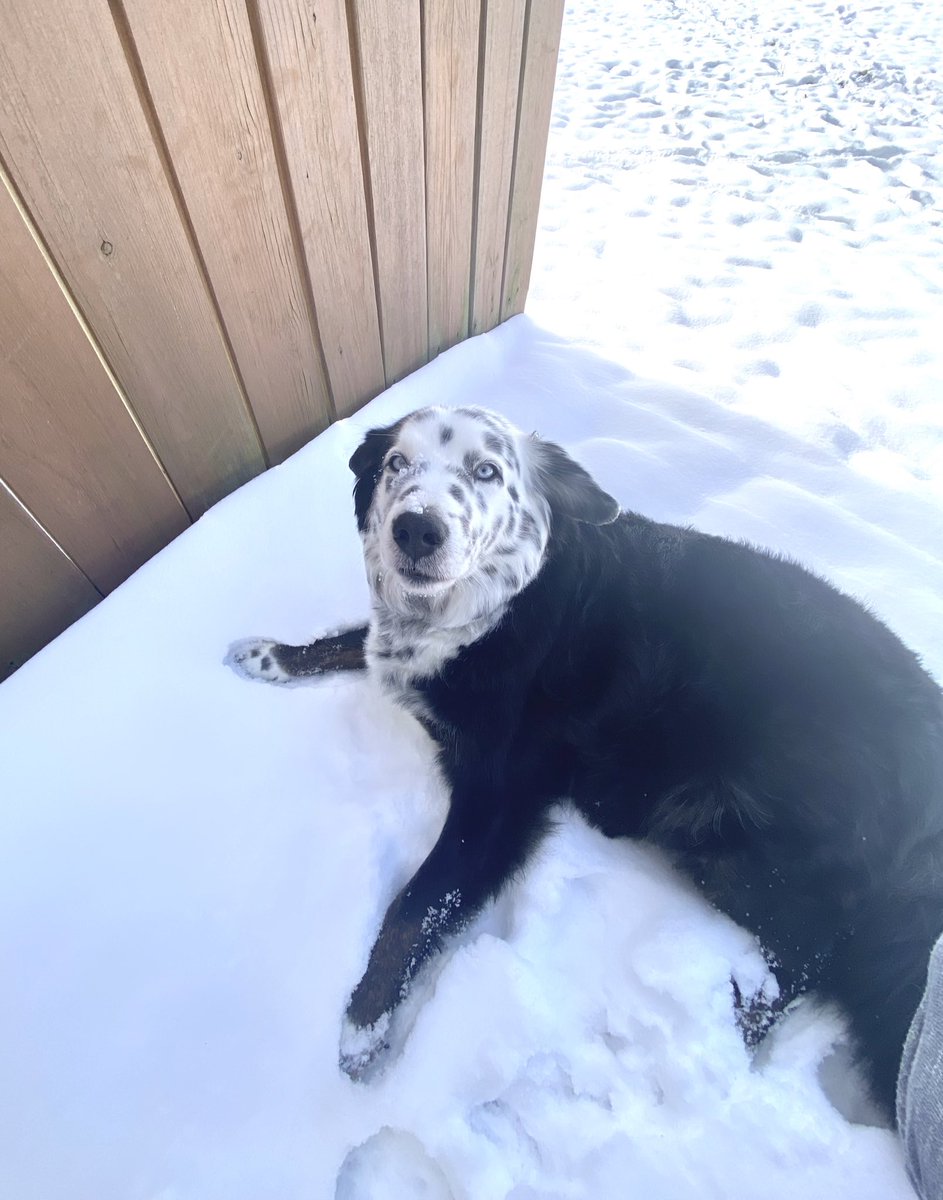 MrsWomack3's tweet photo. Finished up with NTI Day #2! Now to spend the rest of the day with Max, who is not a big fan of the snow ❄️ ���� #LeadtheWay @Warren_Elem https://t.co/fZfcbvara5