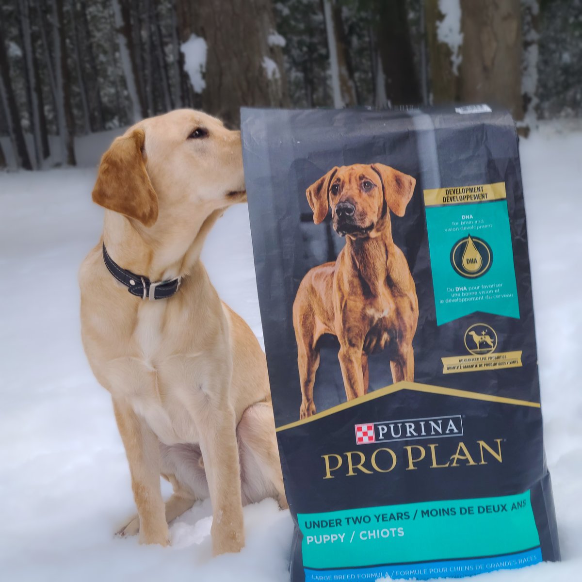 NSD would like to thank Nestle Purina for continuing to help keep our future life changers well-fed and healthy.