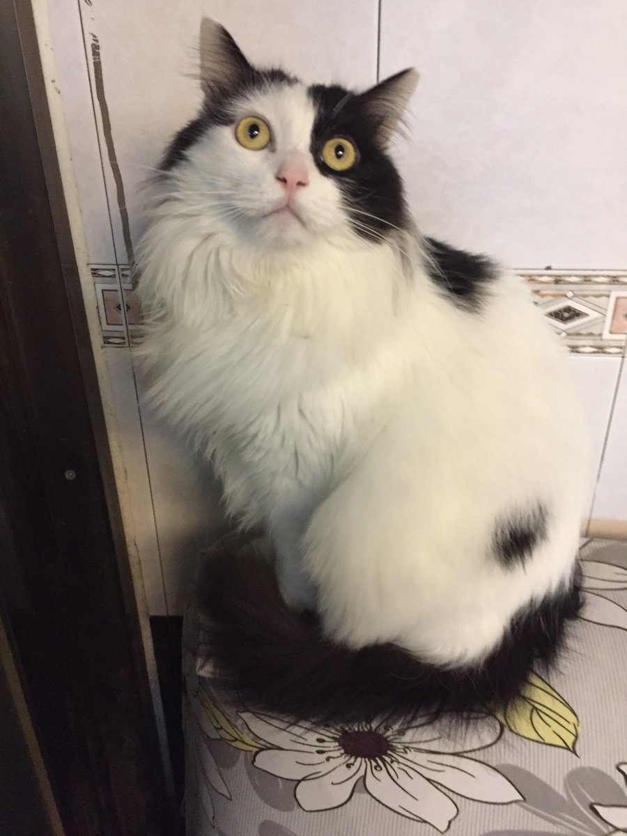 Amumu (@amumu_fuuko) on Twitter photo 