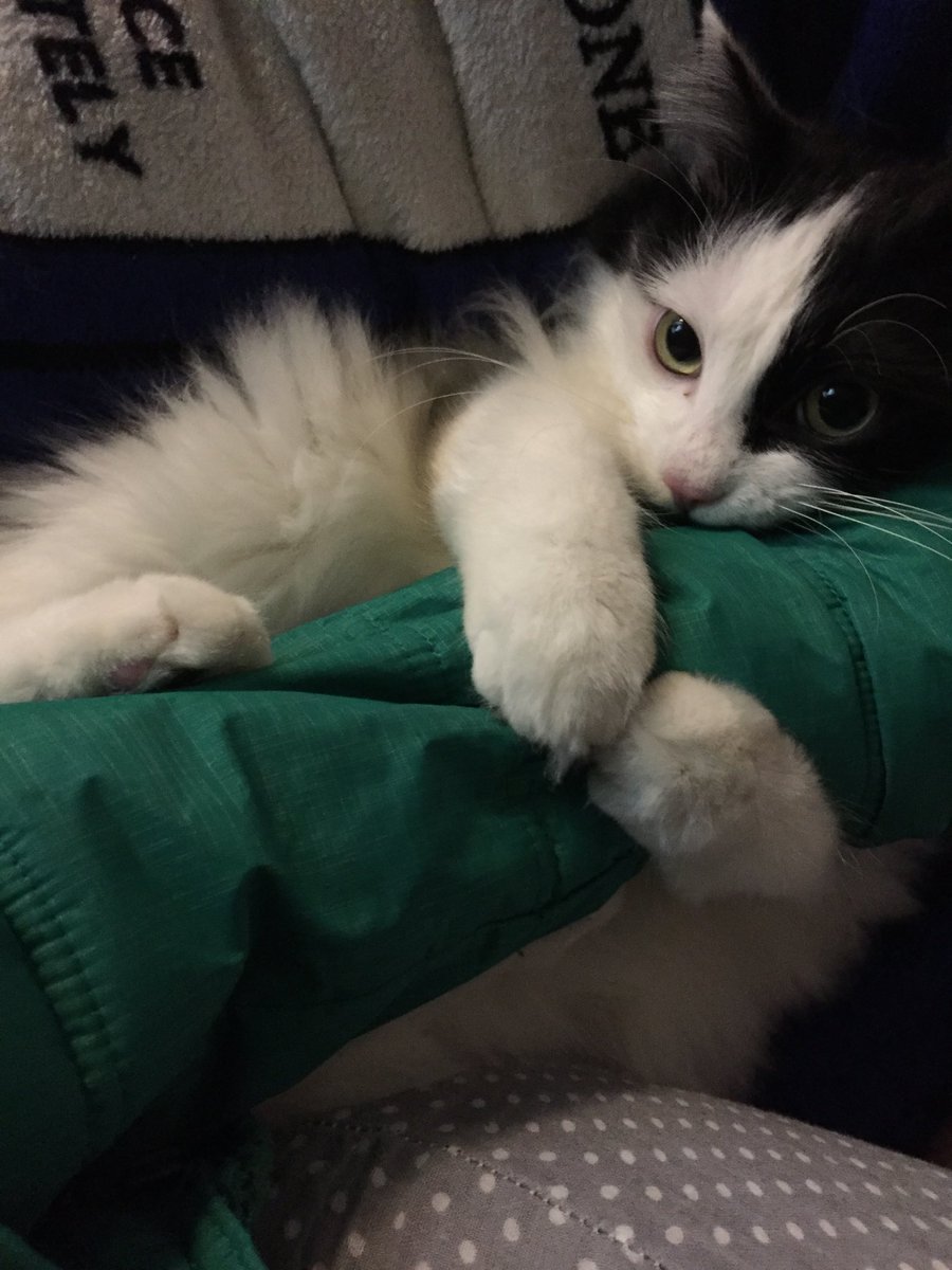 Amumu (@amumu_fuuko) on Twitter photo 