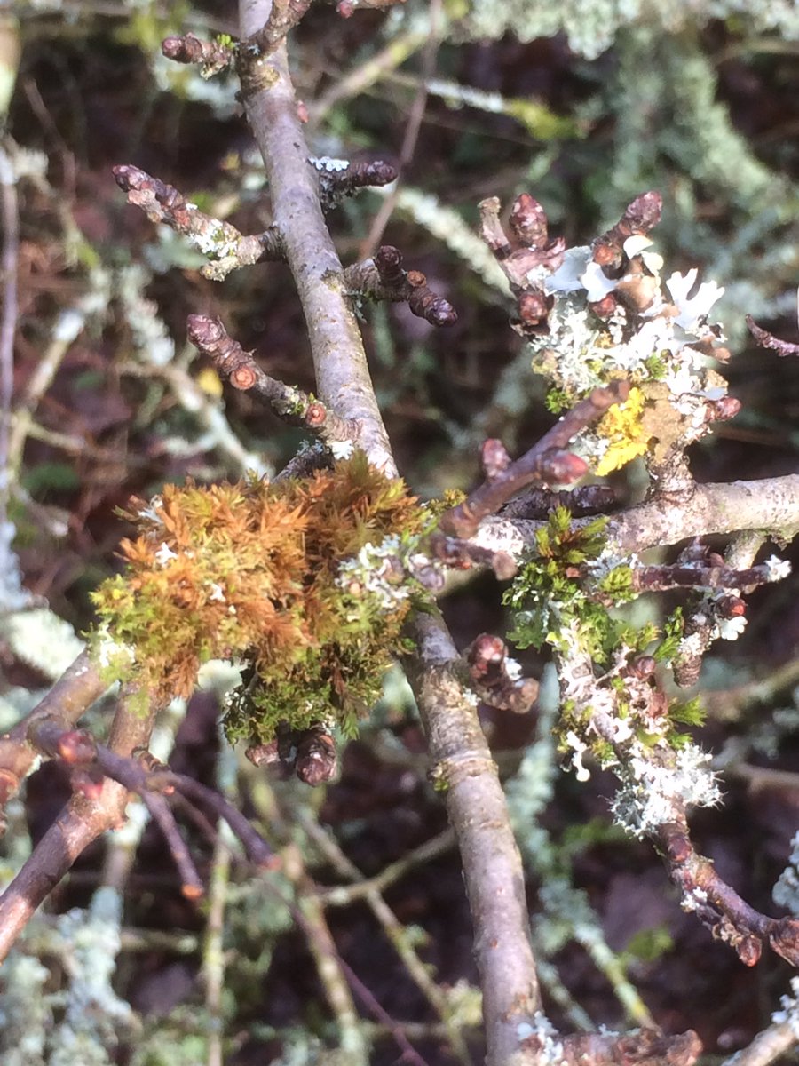 #walk1000miles enjoyed a walk in the fresh air on #CannockChase today <a href="/countrywalking/">Country Walking</a>