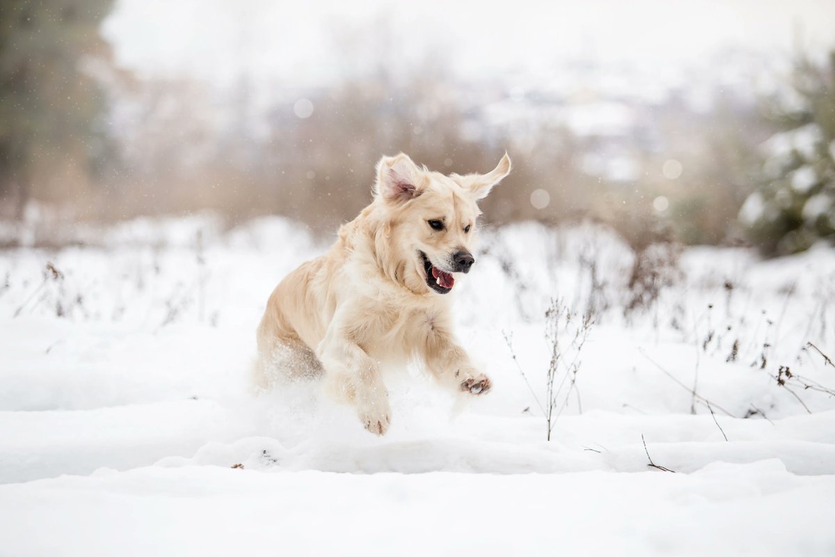 Jumping into the weekend like...
 
#tropicleanfreshbreath #tropicleanpet #tropicleanfresh #tropiclean #winter #cleanteethfreshbreath #petdental  #goodbyedogbreath #hellofreshbreath #dogsofinsta #dogsoftwitter