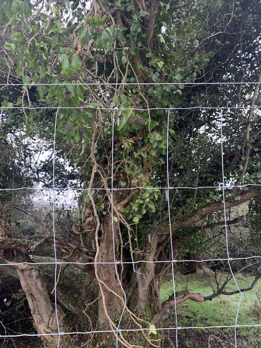 Would an owl like to live here - in the tree outside the wire and beside the stream? #birdsofireland https://t.co/GXkGZ3WPYA