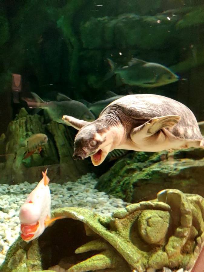 A special belated bday shoutout + shellebration to FUNZO @nationalaquarium from our own Fly-River Turtle! I may be hard at seeing, but that doesn’t stop me from knowing that u bring joy and happiness to all those who come visit you! Let your light continue to shine, Funzo! 🥳