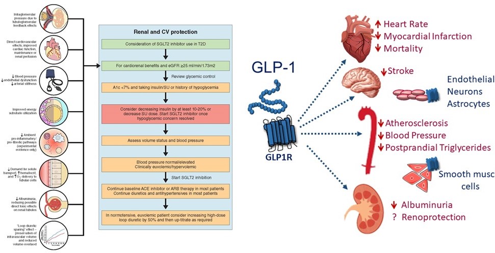 Daniel J Drucker (@danieljdrucker) on Twitter photo Will we learn more about how SGLT-2i and GLP-1RA exert their unique actions in 2022? Hopefully. Current concepts and forthcoming trials summarized here Free to read <a href="/MedCellPress/">Med by Cell Press</a> #diabetes #T2D #CKD #Obesity #heartfailure sciencedirect.com/science/articl… Will we learn more about how SGLT-2i and GLP-1RA exert their unique actions in 2022? Hopefully. Current concepts and forthcoming trials summarized here Free to read <a href="/MedCellPress/">Med by Cell Press</a> #diabetes #T2D #CKD #Obesity #heartfailure sciencedirect.com/science/articl…