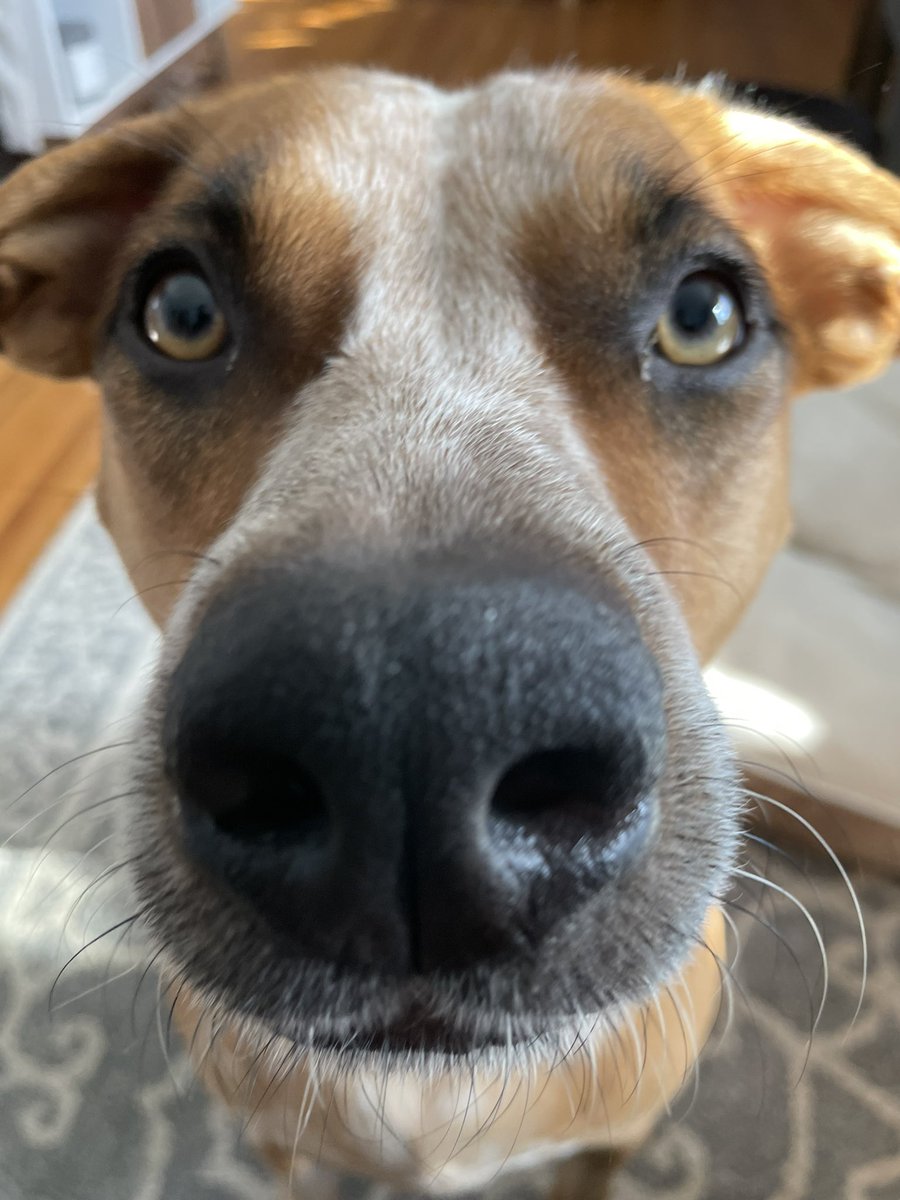 Goin for blood work now!💙Wish me luck frens!🍀🐾

#dogsoftwitter #FridayFeeling #dog #dogs #RescueRandy https://t.co/pwALStFN96