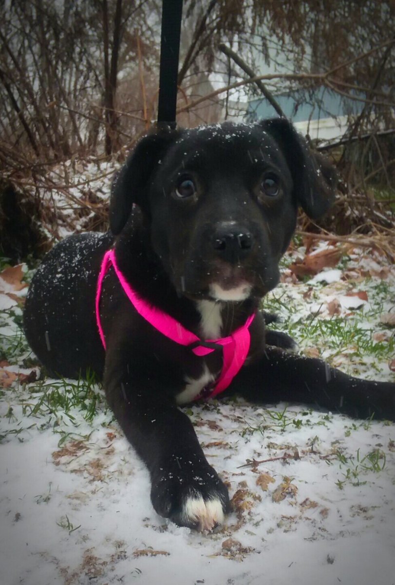 VHSHATFIELD's tweet image. First snow for Luna Eclipse! She likes it! 
#MutantFam #DogsOfWinter