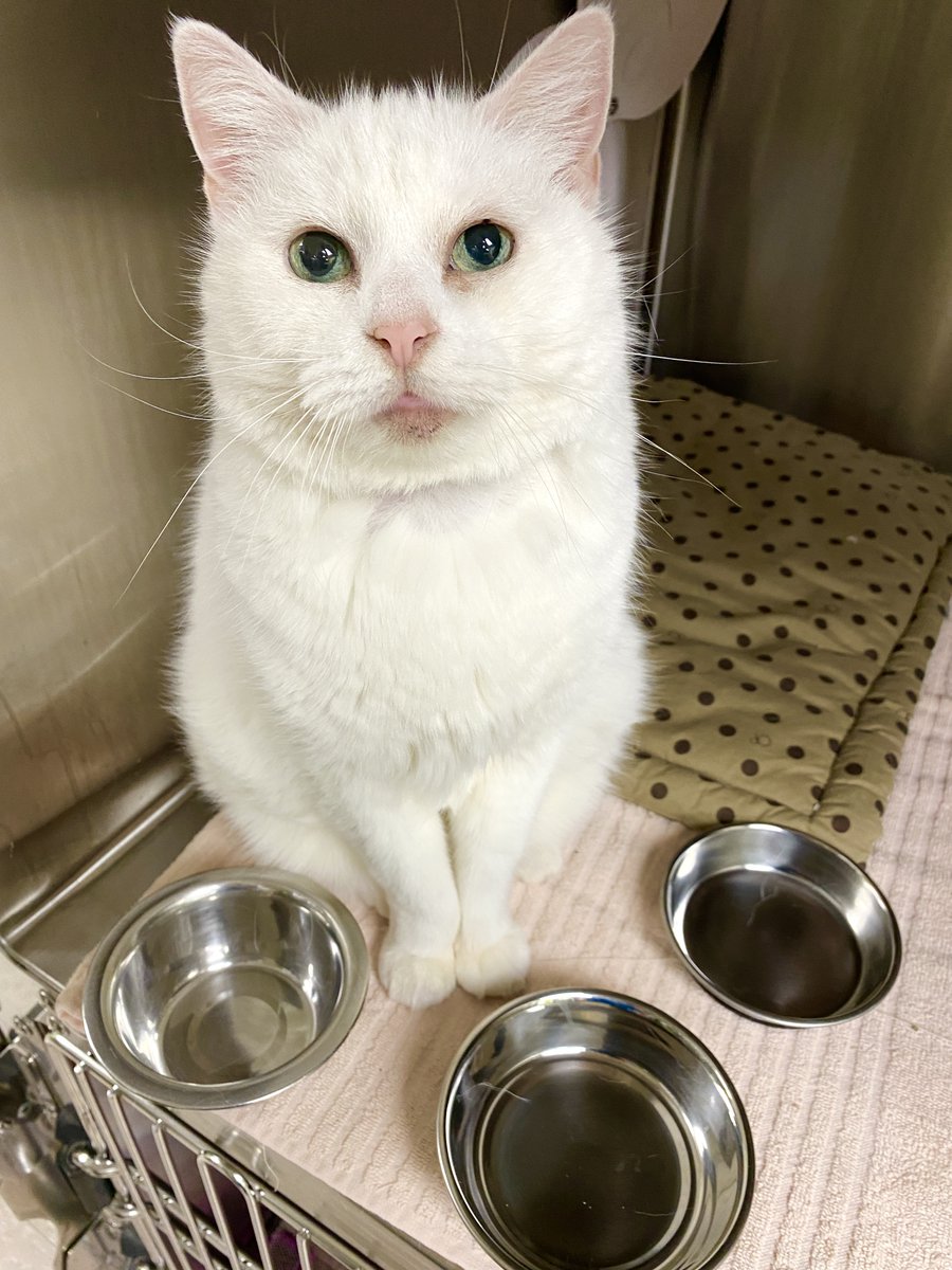 The Dartmouth SPCA was robbed. Yes, sadly you read that right. 💔

Someone broke into our storage shed and stole our pet food and beds. We are heartbroken.

‼️ Donations to help fill hungry bellies can be made from the safety of your home at: novascotiaspca.ca/helpnow

1/3