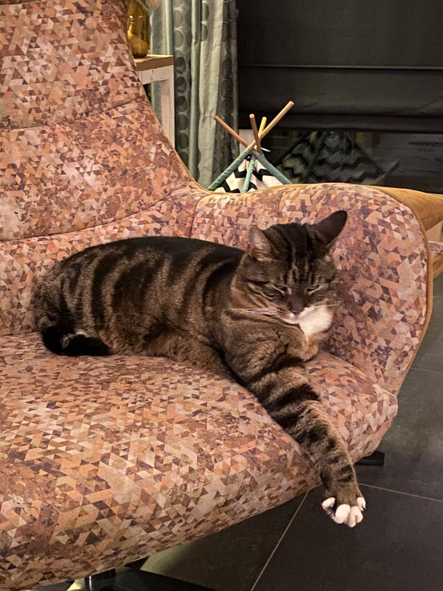 OlgaRademakers's tweet photo. The king on his throne 🦁
#bigclaw
#spikkel
#theboss https://t.co/POlOao5Wzb