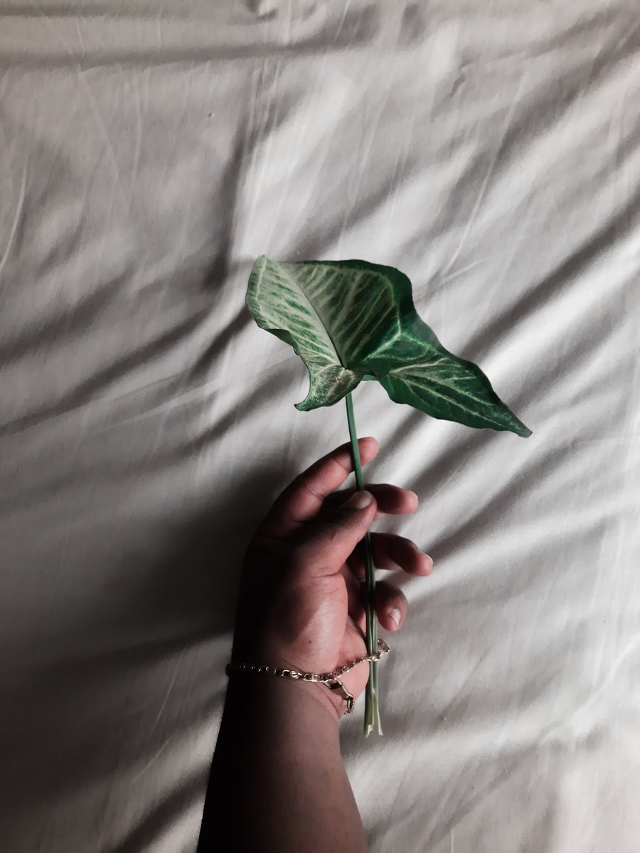 usanele_m's tweet photo. 🌱n u d i t y https://t.co/vK1m3hr1UD
