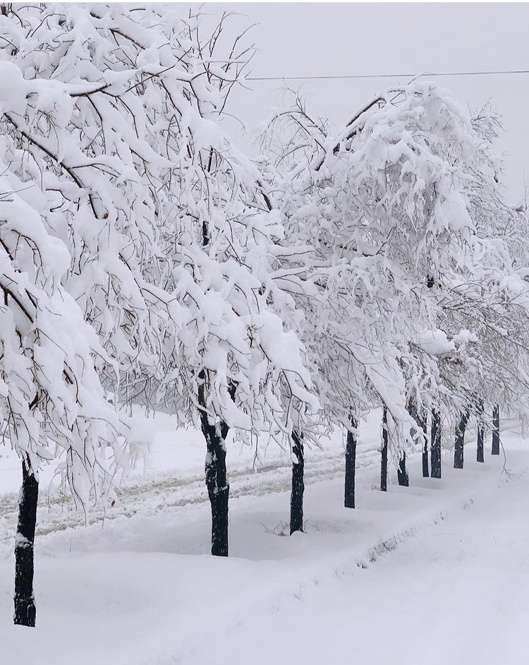 سپينه واوره اوباران دي راورېږي 
دښتـي غـرونـه دوطـن به ابادیږي
څومره ښکلی ښایسته ښکاري داکلی
رحمتونه درحمان چې پرې ورېږي 
دغمازپر زړه دغشو تېره وارشه 
دوی ویل چې طالبان وي نه ورېږي 
اوس نو مړې سترګي خجل دی ورختلی 
دکور بام یې څاڅکي څاڅکي راتویېږي.
.