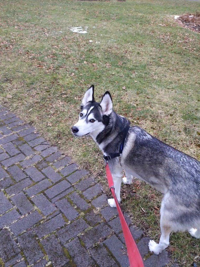 Finished off week one of online learning with a walk! So happy to see everyone's smiling faces this week ⭐ <a href="/VElementary/">Vanier Elementary</a>