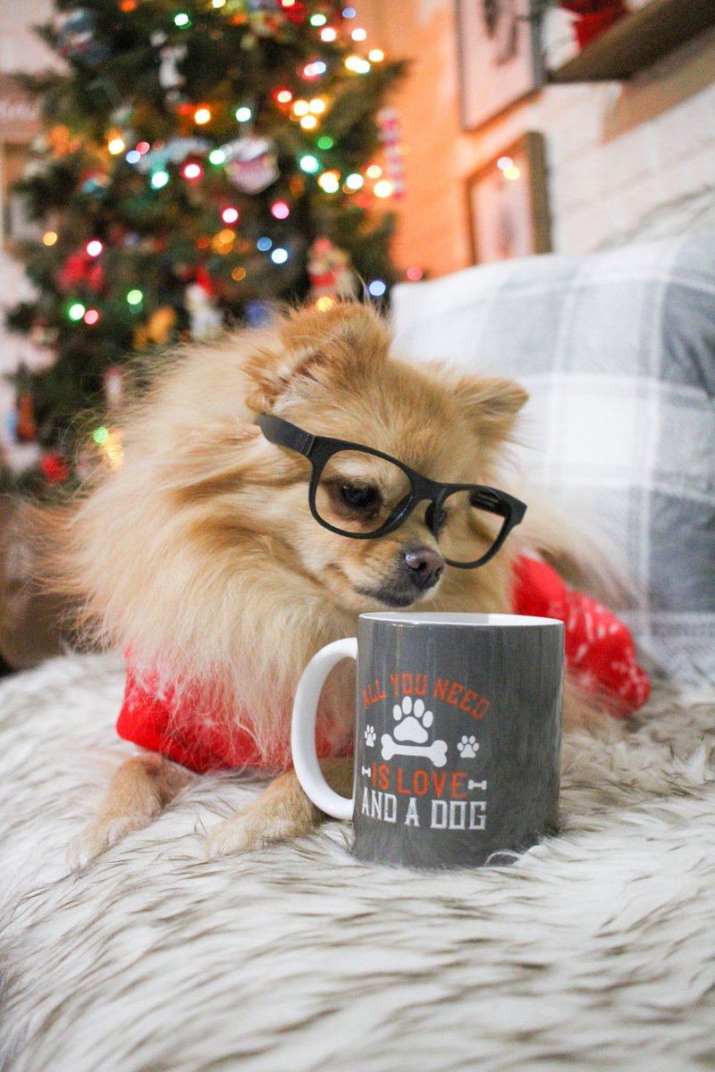 Who else feels like they need an extra cup of coffee by the time Friday night rolls around?🤣 

#fridaynight #fridayvibes #doghoodie #dogsoftwitter #coffee #tired #fridayfeels