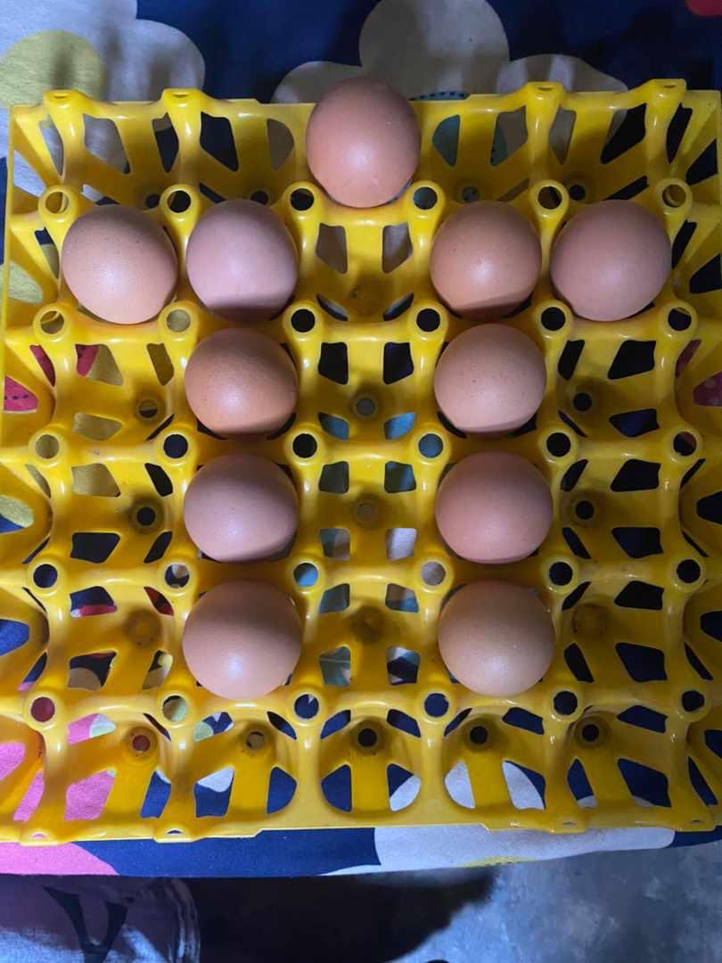 kwekuedilson's tweet photo. I can see eggs, what about you? https://t.co/BmB3Ds5pro