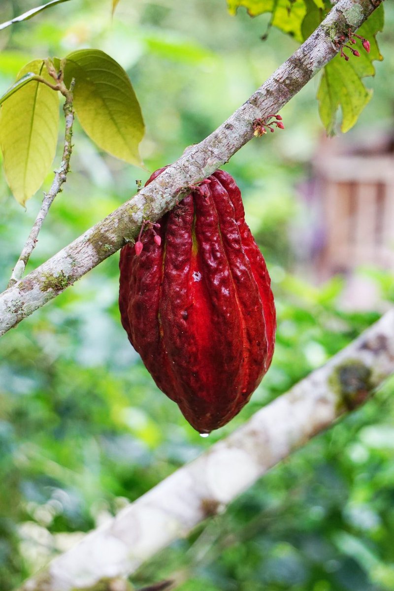 Megan Giller (@megangiller) on Twitter photo Tour a cacao farm (virtually) with me! On January 23rd, <a href="/kahkow_usa/">@kahkow_usa</a> will be giving our group a live tour of one of their amazing farms in the Dominican Republic. Tix: bit.ly/34vPCep Tour a cacao farm (virtually) with me! On January 23rd, <a href="/kahkow_usa/">@kahkow_usa</a> will be giving our group a live tour of one of their amazing farms in the Dominican Republic. Tix: bit.ly/34vPCep