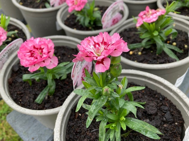 For instant colour in your garden, buy plants that are already in flower. You can choose the prettiest blooms and bring a rainbow of hues to dull borders and pots. Our garden centre is open seven days a week - derwen.ac.uk #shoplocal #supportlocal #wintergarden