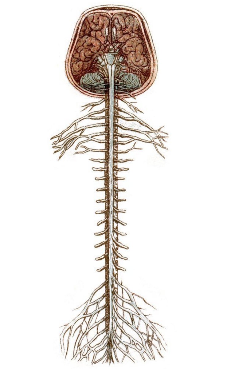 Spinal brain. Нервная система спинной мозг анатомия. Головной мозг и спинной мозг анатомия. Нервная система спинной мозг рисунок. Спинной мозг без позвоночника.