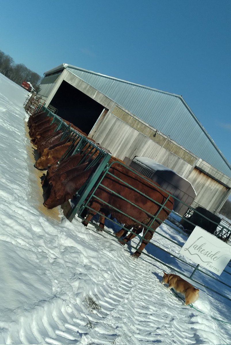 ML_LakesideFarm's tweet photo. #lovethatview #cdnlimousin #herdcheck https://t.co/fGC0uDUQPc