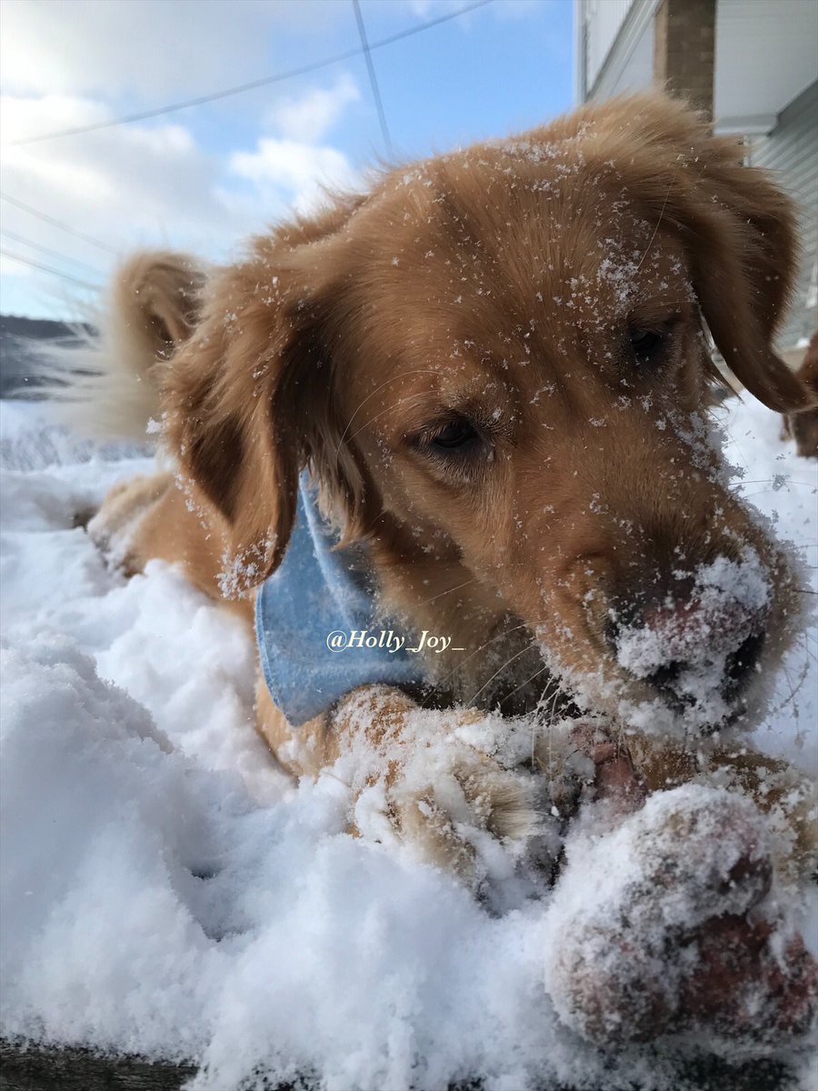 Holly_Joy tweet media