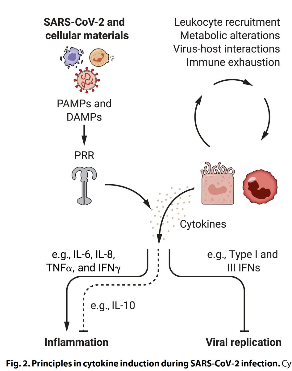 EricTopol's tweet photo. An exceptional new review on our innate immunity—first line of defense—versus Covid @SciImmunology 
https://t.co/DsIpyWhBPY @AarhusUni_int w/ @ScienceVisuals https://t.co/OcqqJc9edJ
