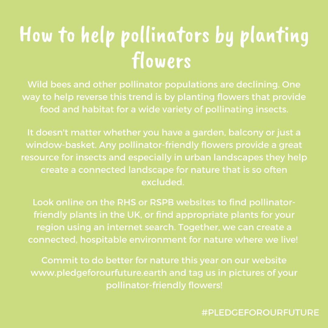 Naturepledge's tweet photo. Pollinator friendly flowers are a great way to introduce nature into your garden or into an #urban area! Check out tips from @Natures_Voice for what to plant🌸🌹🌻

#GreenHacks #environment #nature #sustainability #sustainable #gardening #garden #climatechange #biodiversity https://t.co/Zw26kr7Kf2