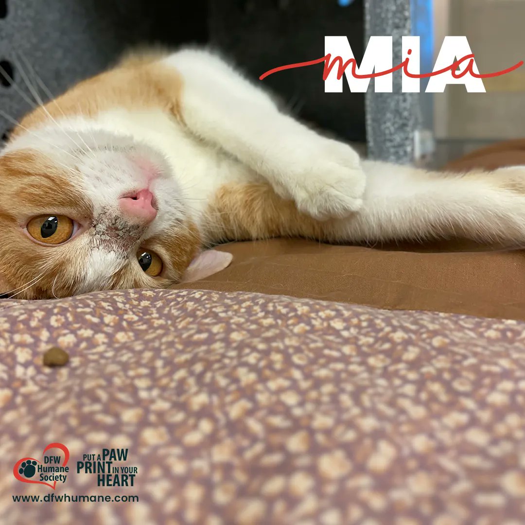 DFW Humane Society tweet media