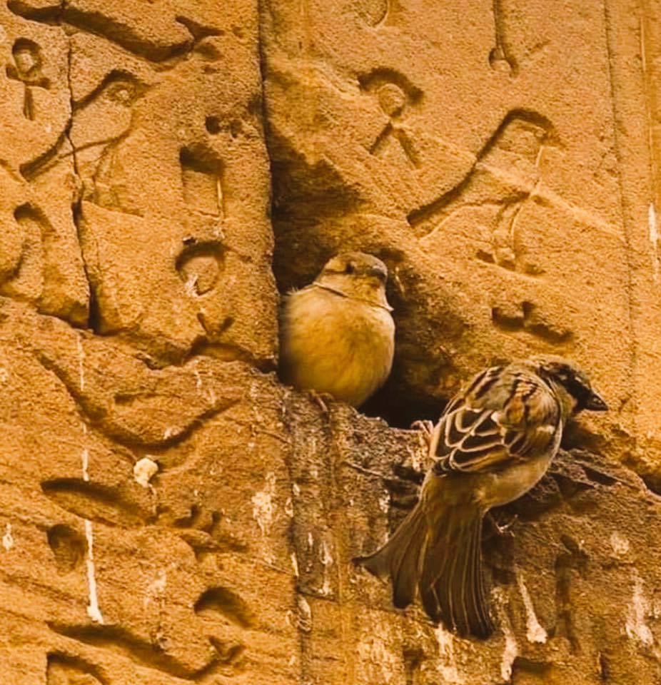 "Gidersen kim sular fesleğenleri?
Kuşlar nereye sığınır akşam olunca?"
#AhmetTelli